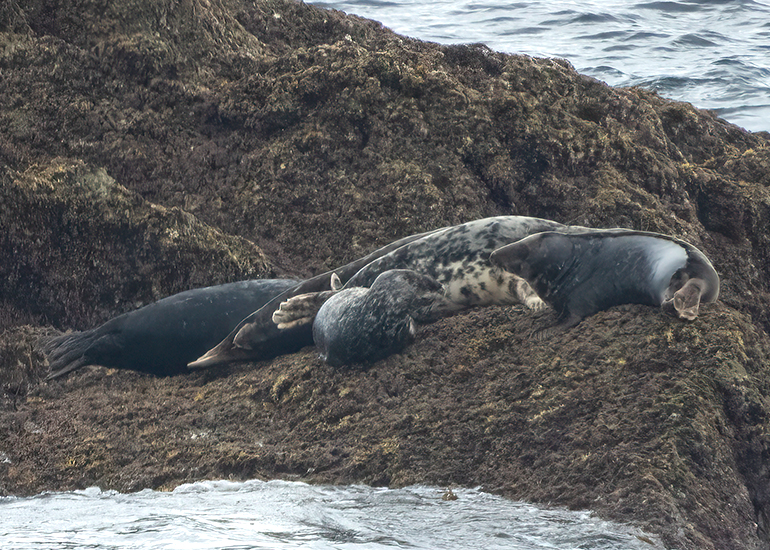 Seals in the Wild - Lizard Peninsula  - 28th July 2026