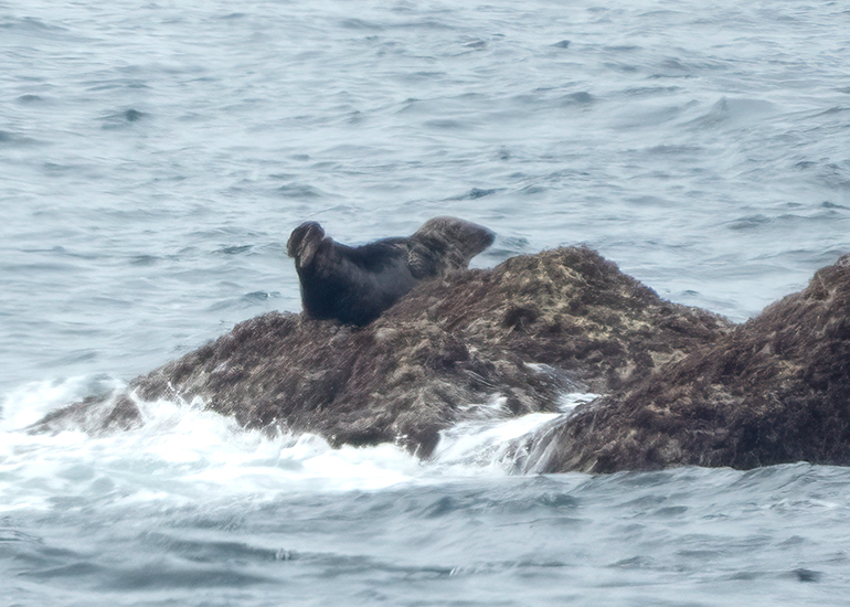 Seals in the Wild - Lizard Peninsula  - 28th July 2026