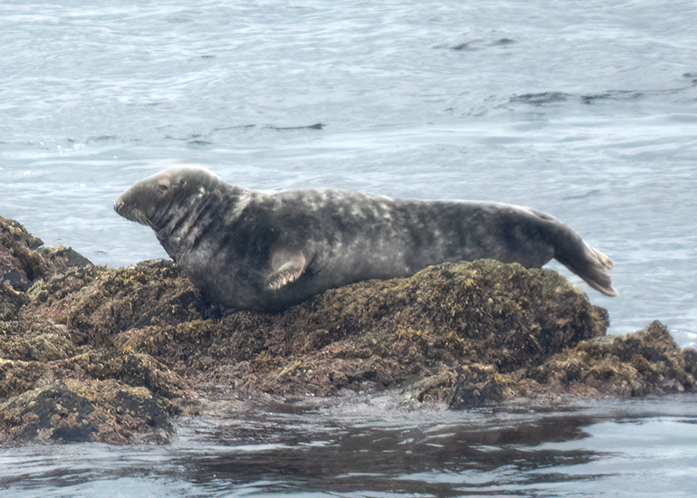 Seals in the Wild - Lizard Peninsula  - 28th July 2026