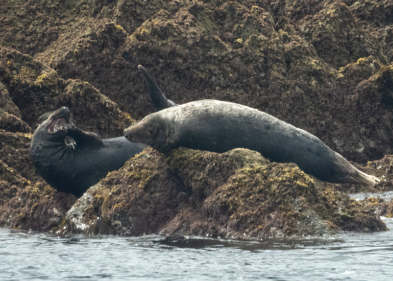 Seals in the Wild - Lizard Peninsula  - 28th July 2026