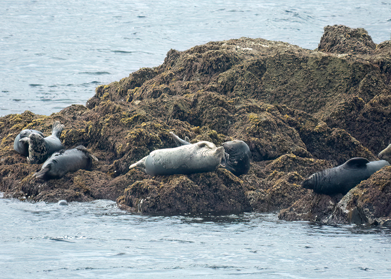 Seals in the Wild - Lizard Peninsula  - 28th July 2026