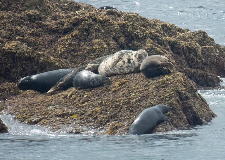 Seals in the Wild - Lizard Peninsula  - 28th July 2026