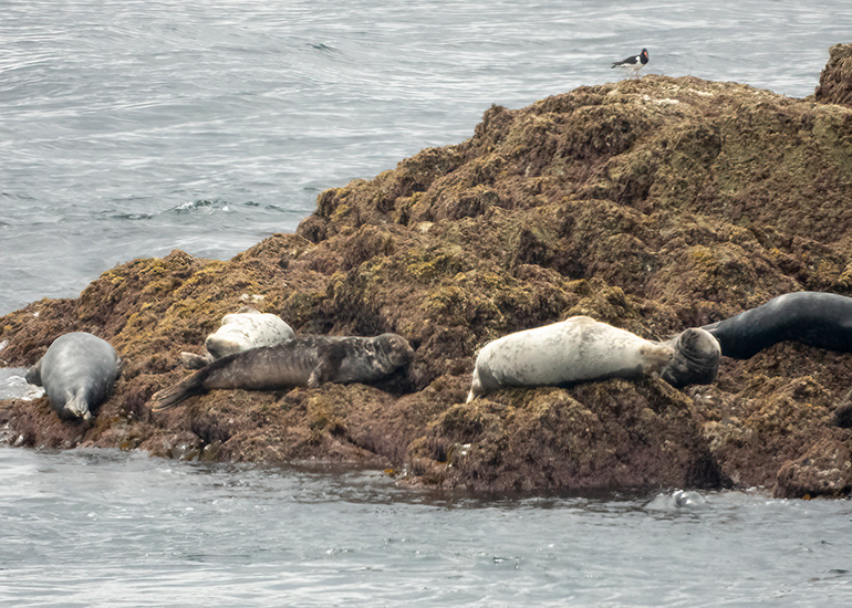 Seals in the Wild - Lizard Peninsula  - 28th July 2026