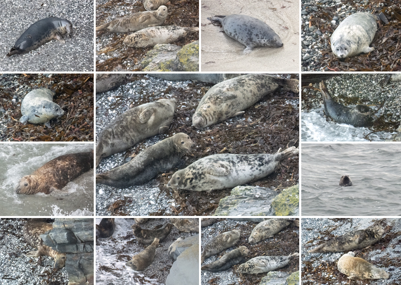 Seal Pups in the wild - 6th October 2026 - West Cornwall