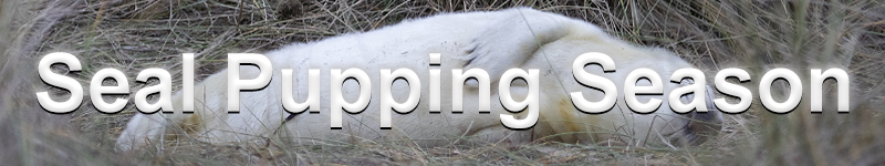 Seals Pupping Season banner