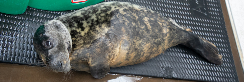 Selkie - 3rd February 2025 - BDMLR hospital