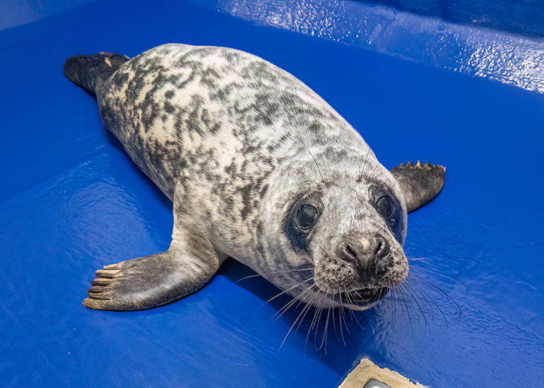 Selkie - 12th February 2025
