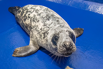 Selkie - 12th February 2025