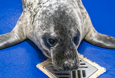 Selkie - 12th February 2025