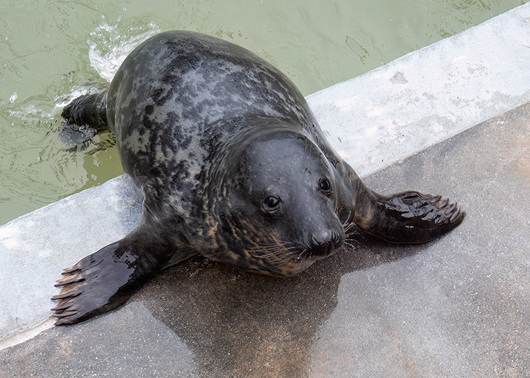 Selkie - 16th February 2025