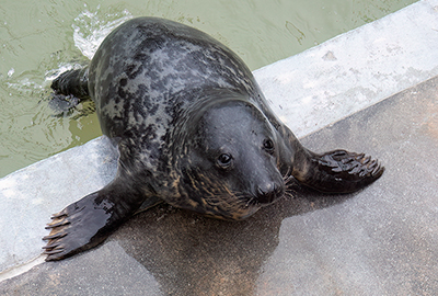 Selkie