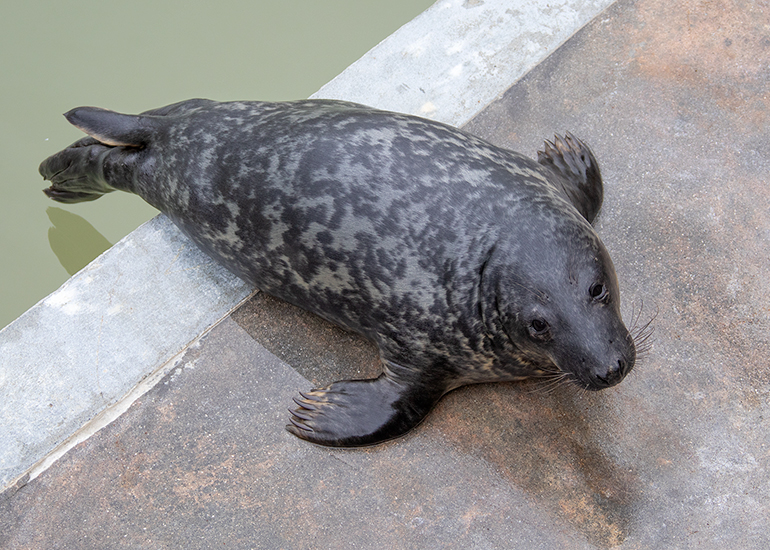 Selkie - 16th February 2025