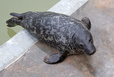 Selkie