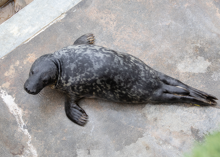 Selkie - 16th February 2025