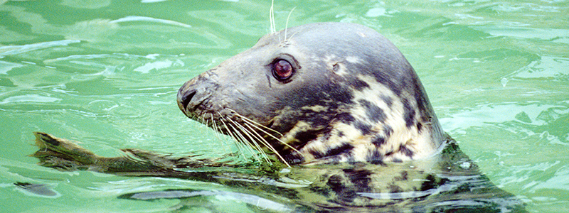 Cornish Seal Sanctuary Mourns the Loss of Beloved Resident - Sheba