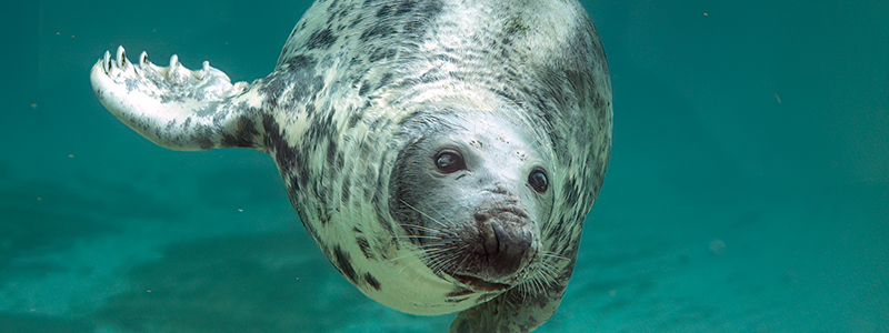 Cornish Seal Sanctuary Mourns the Loss of Beloved Resident - Sheba