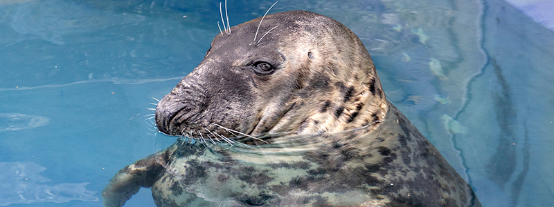 Cornish Seal Sanctuary Mourns the Loss of Beloved Resident - Sheba