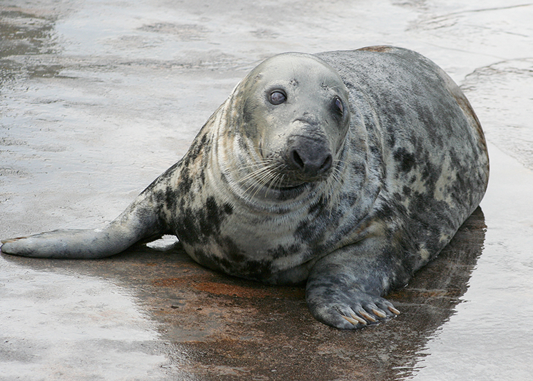 Sheba in 2006