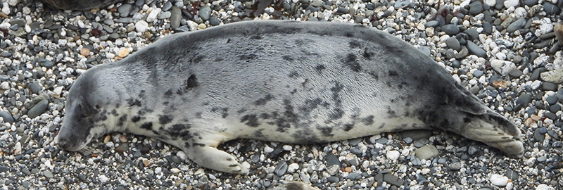 Shuttle 16th December 2024 - Sue Sayer MBE