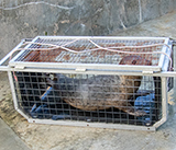 Seal Release - 24th September  2026