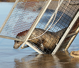 Seal Release - 24th September  2026