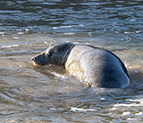 Seal Release - 24th September 2026