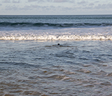 Seal Release - 24th September  2026