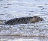 Seal Release - 24th September  2026