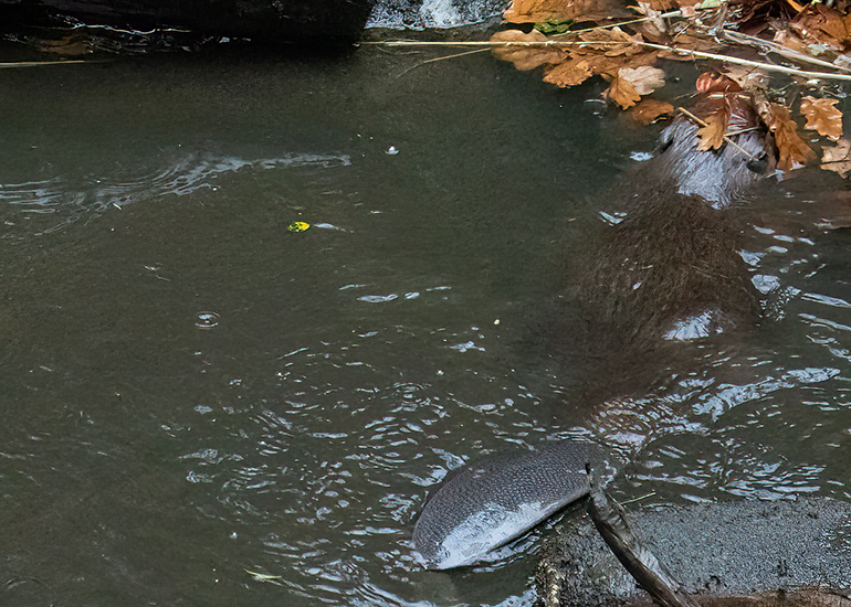 Resident Beaver