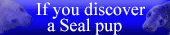 If you discover a Seal Pup