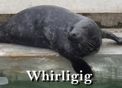 Whirligig