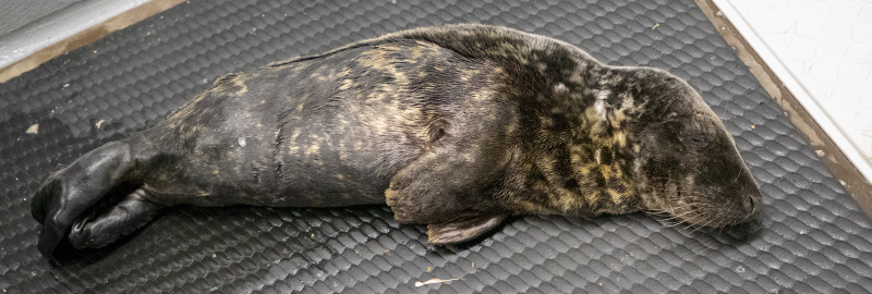 Whirligig - 27th November 2024