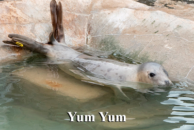Yum Yum - 1st April 2026