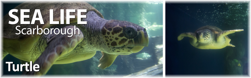 [The Scarborough SEA LIFE Sanctuary - Loggerhead Turtle - Antiopi]