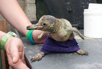 Penguin chick