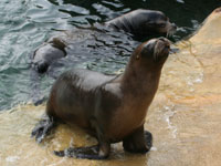 Boadi and Rocky