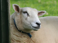 Stanley