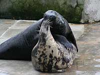 Sheba and Marlin in love!