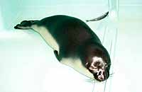 INGEMAR, a Hooded seal
