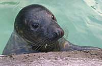 James Dean, rescued grey seal pup