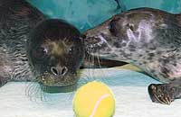 Jelena and Jamie, rescued seal pups