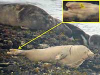 Photo of Jenifer is copyright of Sue Sayer of the Cornwall Seal Group