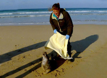 Photo of Jessica Hirons was taken by Sue Sayer of the Cornwall Seal Group