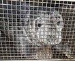 Jessie J in the transportation cage outside the hospital 