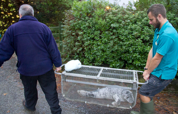 Jessie J being carried in transportation cage to the hospital by Dan and Dave Jarvis