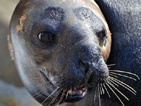 This photo of Sahara was taken by Graham Karslake (G and R Photography) during his visit to the National Seal Sanctuary on 1st November 2008