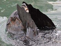 This photo of our fur seal was taken by Graham Karslake (G and R Photography) during his visit to the National Seal Sanctuary on 1st November 2008