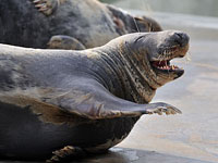 This photo  was taken by Graham Karslake (G and R Photography) during his visit to the National Seal Sanctuary on 1st November 2008