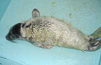 Katharine (Hepburn), rescued grey seal pup