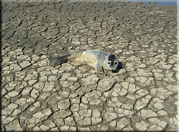 Katy is in a very dry and hot environment